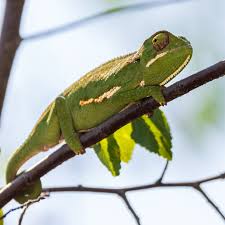 A Flap-necked Chameleon on a tree branch