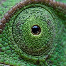 Close-up of a chameleon's 360-degree eye