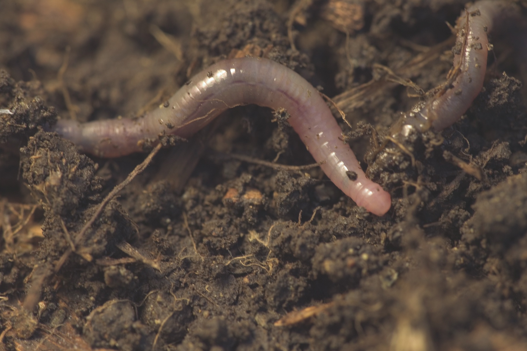 An earthworm in rich, dark garden soil