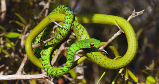 A harmless Spotted Bush Snake climbing a tree
