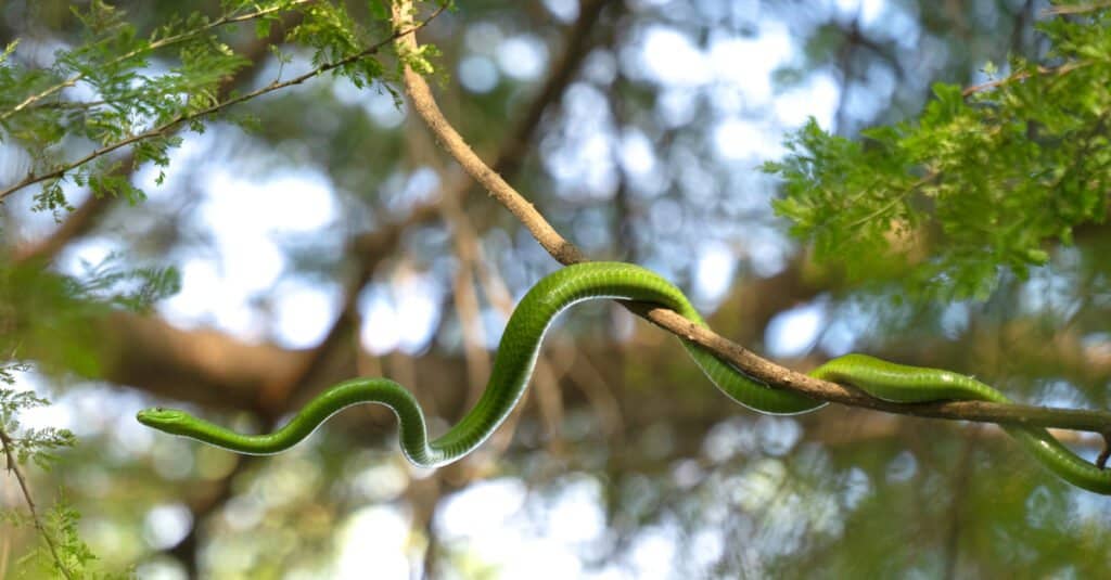 The shy Green Mamba hiding in the high canopy